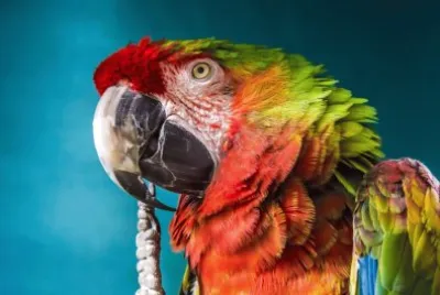 PERICO