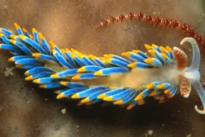 Berghia coerulescens
