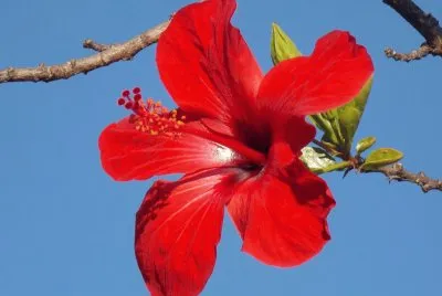 flores