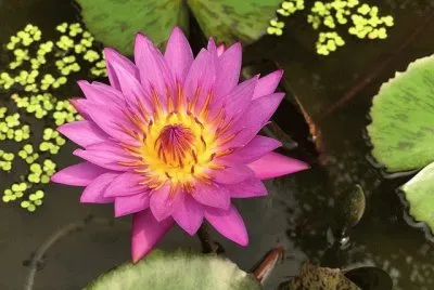 flores