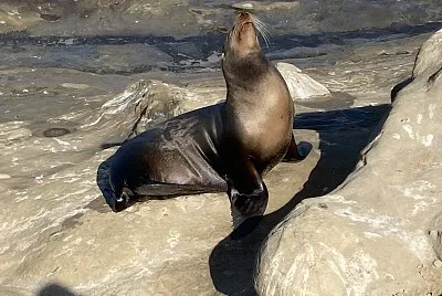 Sea lions