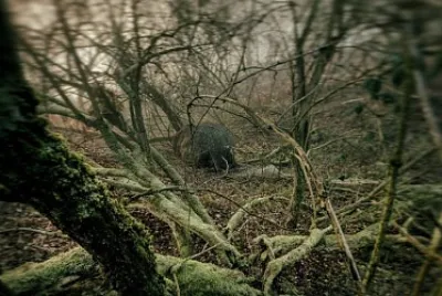 פאזל של forest