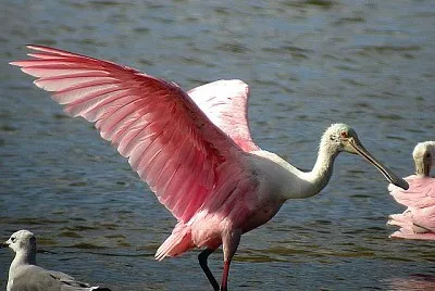 Roseate Spoonbill in flight