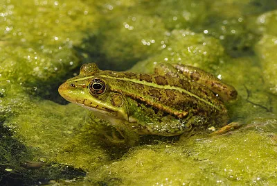 Verde balcanica