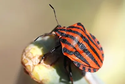 פאזל של Graphosoma italicum