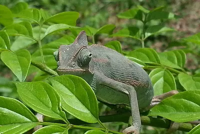 Camaleonte calyptraus