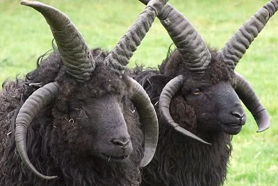 Hebridean