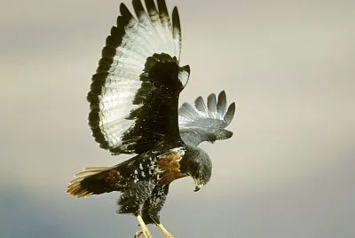 NATURA