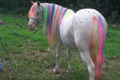 Caballo poni