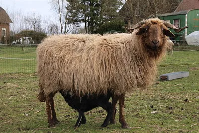 Roux du valais