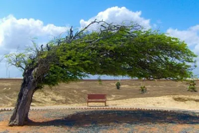 Árvore Penteada jigsaw puzzle