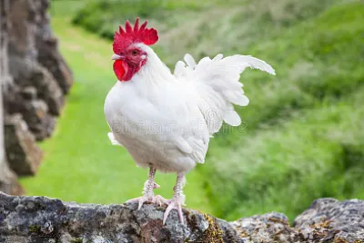 Gallo bianco