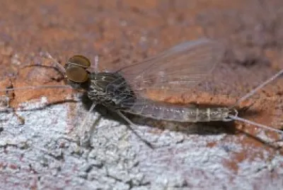 Baetis intercalaris jigsaw puzzle