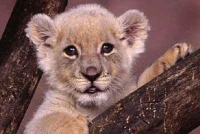 UN LEONCITO