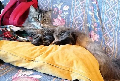 the lady