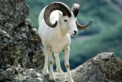 Argali jigsaw puzzle