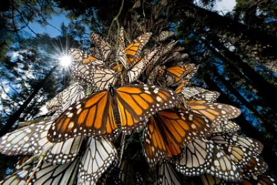 פאזל של BOSQUE DE LA MARIPOSA MONARCA, MICHOACAN