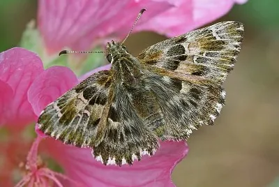 פאזל של Carcharodus alceae