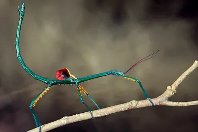 פאזל של Achrioptera fallax