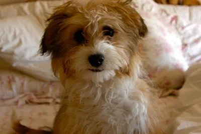 Corgipoodle