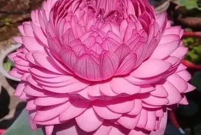 flores