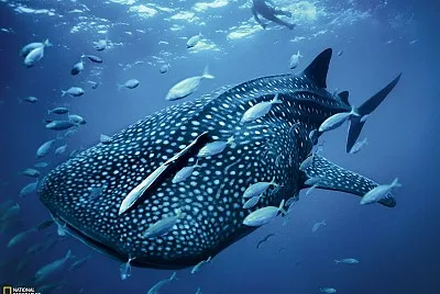 BALLENA AZUL 2