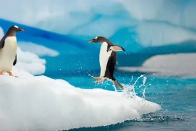 PINGUINOS