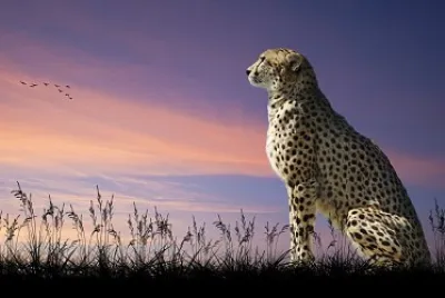 GUEOPARDO