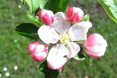malus malus