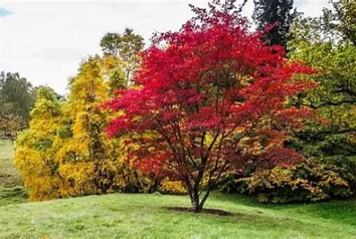 Nature jigsaw puzzle