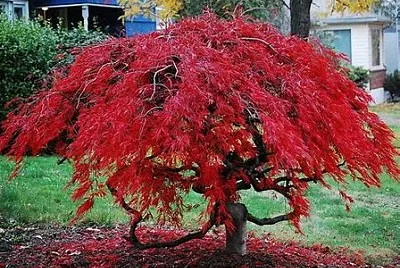 Nature jigsaw puzzle