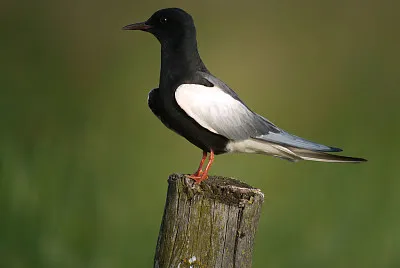 Mignattino alibianche