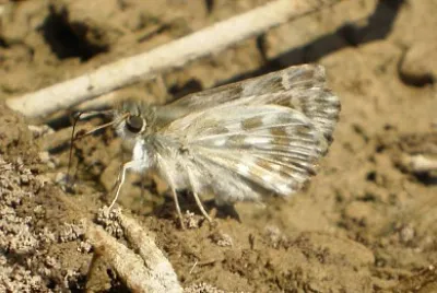 פאזל של Carcharodus baeticus