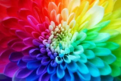 Flower jigsaw puzzle