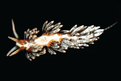 פאזל של Bergha stephanieae