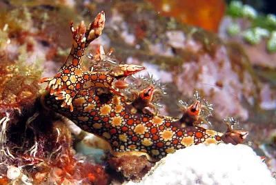 Bornella anguilla