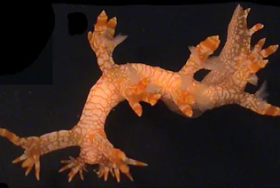 Bornella stellifer