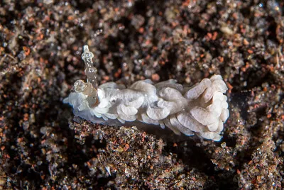 Bulbaeolidia alba
