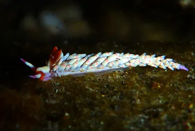 Babakina indopacifica