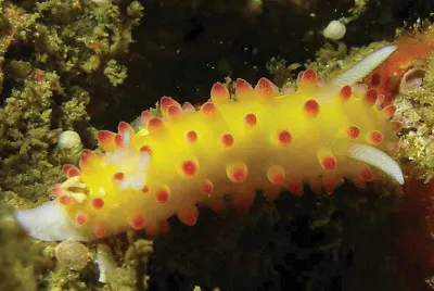 Cadlinella ornatissima