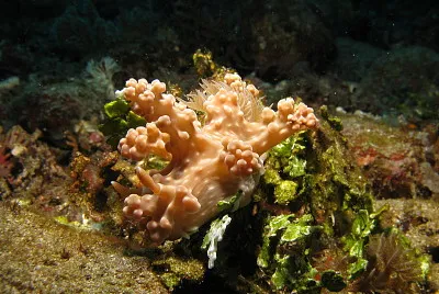 Ceratosoma alleni