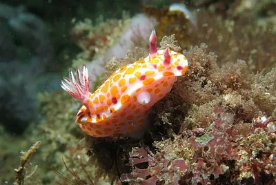 Ceratosoma amoenum