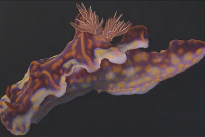 Ceratosoma magnificum