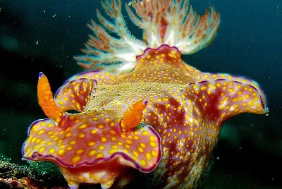 Ceratosoma tenue