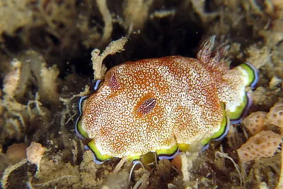 Chromodoris pustolosa
