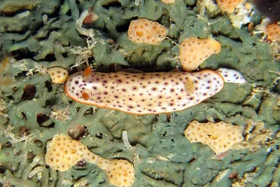 Chromodoris aspersa