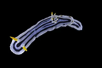 Chromodoris boucheti jigsaw puzzle
