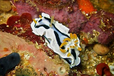 Chromodoris dianae