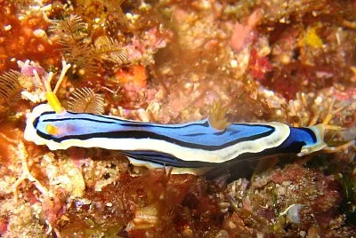 Chromodoris elisabethina