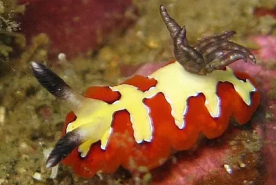 Chromodoris fidelis jigsaw puzzle